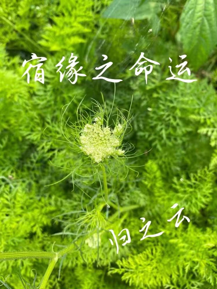 宿命缘分是啥意思